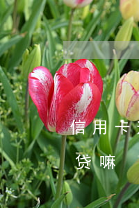 信用卡逾期算网贷嘛怎么样（信用卡逾期算网贷嘛）