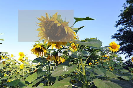 信用卡逾期算金融案嗎(銀行卡信用卡逾期有什么后果)