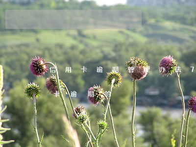 信用卡逾期管理办法70条(合同法关于信用卡逾期的)
