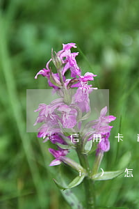 信用卡逾期納入風(fēng)控會(huì)怎樣(信用卡逾期納入風(fēng)控會(huì)怎樣)