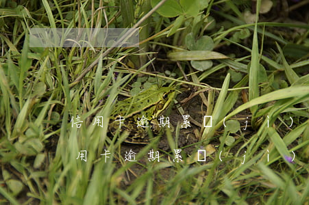 信用卡逾期累計(jì)四次可以貸款嗎(信用卡逾期累計(jì)四次可以貸款嗎嗎)