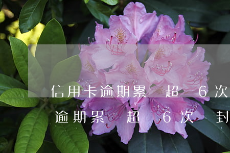 信用卡逾期累計超過6次會封卡嗎-信用卡逾期累計超過6次會封卡嗎怎么辦