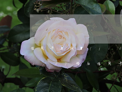 信用卡逾期結(jié)婚有什么影響(結(jié)婚后信用卡逾期會(huì)對對方有影響嗎)