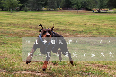信用卡逾期結(jié)清多久可以開(逾期的信用卡還完了多久能在用)