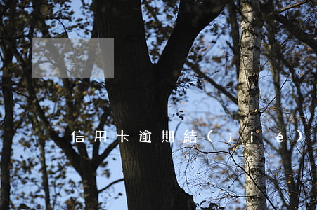 信用卡逾期結(jié)清證明圖片制作