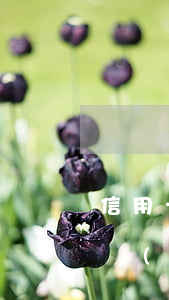 信用卡逾期結(jié)清費用減免 逾期已結(jié)清還能辦理信用卡