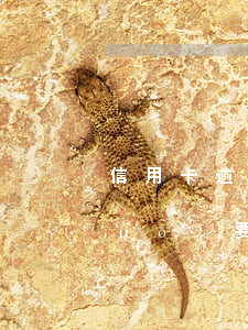 信用卡逾期給父母發(fā)短信說(shuō)要起訴-信用卡逾期給父母發(fā)短信說(shuō)要起訴是真的嗎