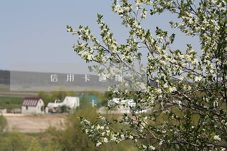 信用卡逾期統(tǒng)計(jì)中國 信用卡逾期統(tǒng)計(jì)中國