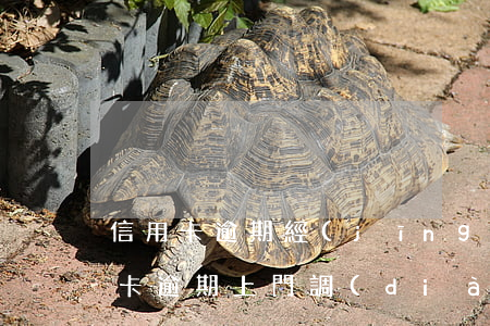 信用卡逾期經(jīng)偵上門抓人(信用卡逾期上門調(diào)查取證)