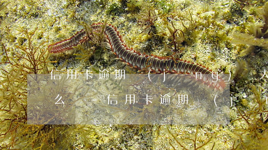 信用卡逾期經(jīng)偵大隊打電話怎么辦-信用卡逾期經(jīng)偵大隊打電話怎么辦理