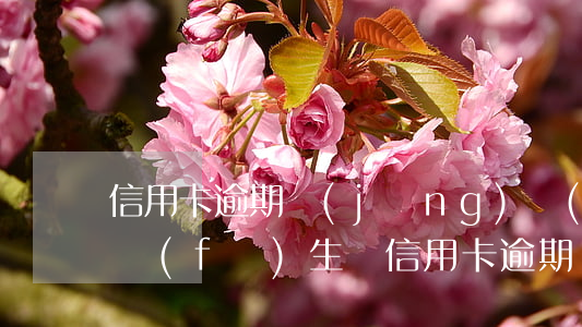 信用卡逾期經(jīng)濟(jì)核查(發(fā)生過信用卡逾期)