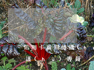 信用卡逾期維護(hù)專員(信用卡逾期維護(hù)專員)