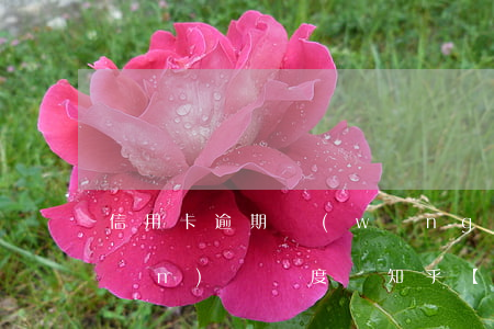 信用卡逾期網(wǎng)商貸會關(guān)閉額度嗎知乎，【解答】信用卡逾期是否會導(dǎo)致網(wǎng)商貸額度被關(guān)閉？知乎上的討論解析