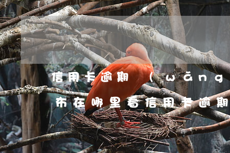 信用卡逾期網(wǎng)絡(luò)公布在哪里看(信用卡逾期網(wǎng)絡(luò)公布在哪里看啊)