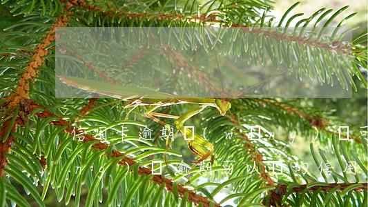 信用卡逾期網(wǎng)貸可以(網(wǎng)貸逾期可以辦的信用卡)