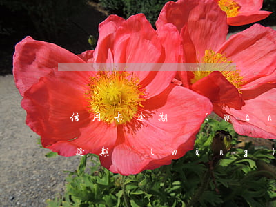 信用卡逾期網(wǎng)貸沒通過(信用卡逾期網(wǎng)貸沒通過怎么辦)