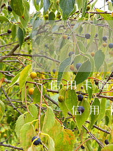 信用卡逾期網(wǎng)貸逾期怎么辦(各種信用卡網(wǎng)貸都逾期了怎么辦)