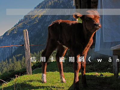 信用卡逾期網(wǎng)貸還款還能還嗎