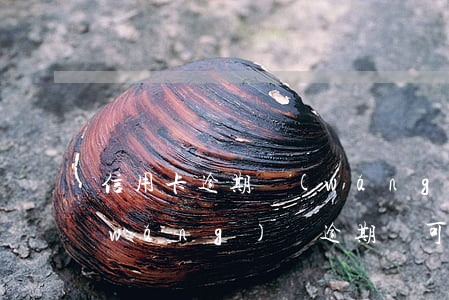 信用卡逾期網(wǎng)貸還能還嗎(網(wǎng)貸逾期還可以申請(qǐng)信用卡嗎)