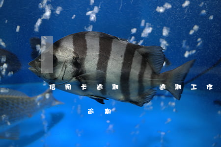 信用卡逾期網貸逾期工作能保住嗎-信用卡,網貸逾期