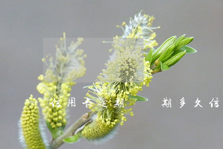 信用卡逾期緩沖期多久(信用卡緩沖期幾天)