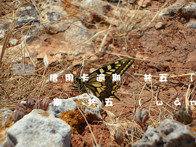 信用卡逾期總共五萬(wàn)多(信用卡逾期總共五萬(wàn)多)