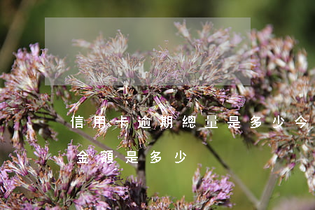 信用卡逾期總量是多少(今年全國信用卡逾期金額是多少)