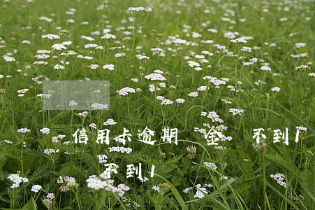 信用卡逾期總金額不到1萬(信用卡逾期總金額不到1萬)