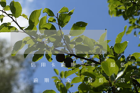 信用卡逾期總金額最低還款額是多少（信用卡逾期總金額最低還款額）