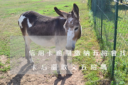 信用卡逾期繳納五險會找到本人嗎-欠信用卡后還敢交五險嗎