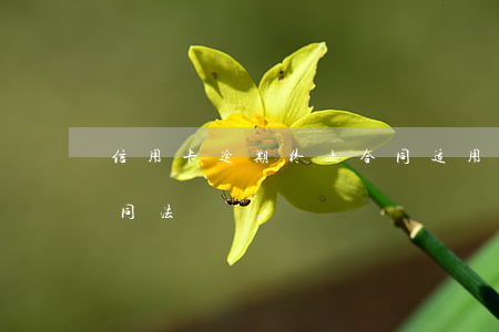 信用卡逾期终止合同 适用于信用卡逾期的合同法