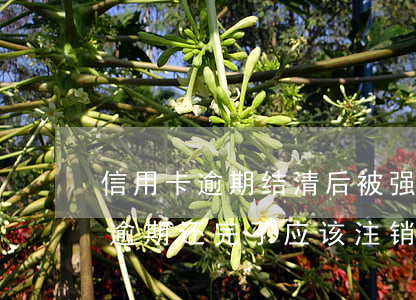 信用卡逾期结清后被强制销户(停用的信用卡逾期还完了应该注销吗)