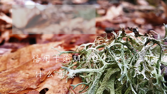 信用卡逾期给总行写信(信用卡逾期提交总行什么意思)