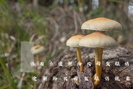 信用卡逾期给父母发短信说要起诉-信用卡逾期给父母发短信说要起诉是真的吗