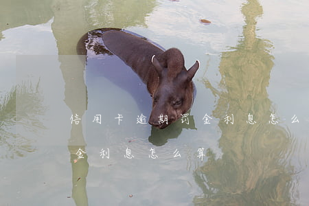 信用卡逾期罚金利息怎么算的（信用卡逾期罚金利息怎么算）