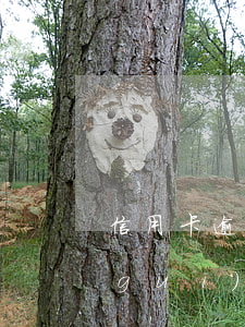 信用卡逾期罪量刑(刑法對信用卡逾期的規(guī)定)