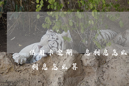 信用卡逾期罰息利息怎么算(信用卡逾期罰息利息怎么算)