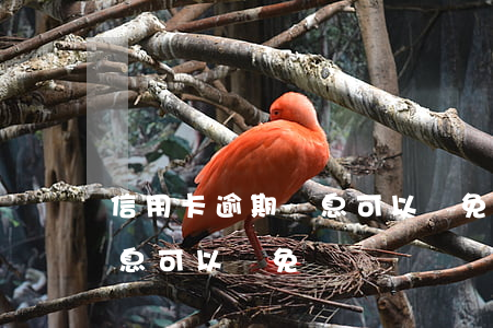 信用卡逾期罰息可以減免多少(銀行信用卡罰息可以減免嗎)