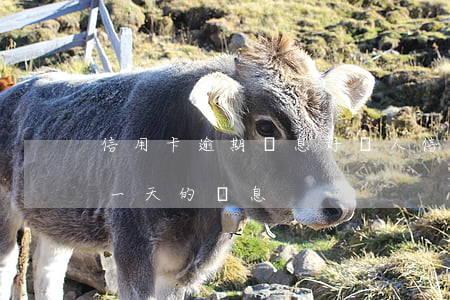 信用卡逾期罰息好嚇人(信用卡8000逾期一天的罰息)