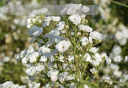 信用卡 逾期 罰息（收取信用卡逾期利息的方式）