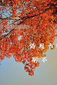 信用卡逾期罰息還不起了怎么辦(欠信用卡逾期不還)