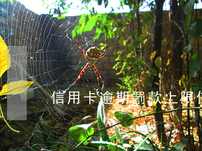 信用卡逾期罰款上限(信用卡 逾期 罰息)