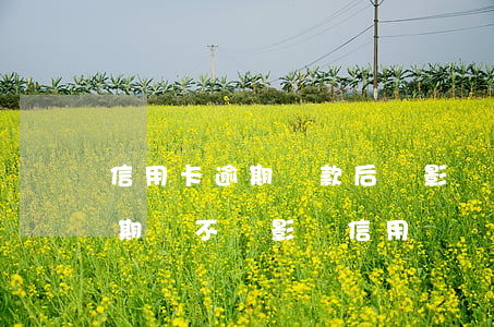信用卡逾期罰款后會影響信譽嗎 違章罰款逾期會不會影響信用
