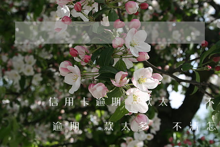 信用卡逾期罰款太多還不清怎么辦-信用卡逾期罰款太多還不清怎么辦理