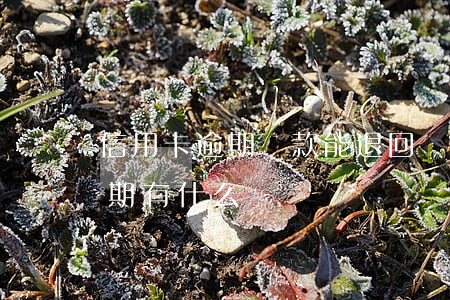信用卡逾期罰款能退回來嗎(銀行卡信用卡逾期有什么辦)