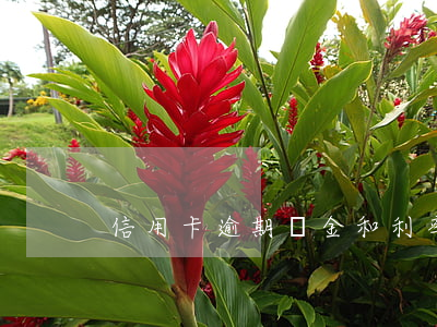 信用卡逾期罰金和利率累積(銀行卡逾期罰息)