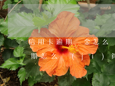 信用卡逾期罰金怎么計(jì)算(信用卡逾期怎么計(jì)算啊?)