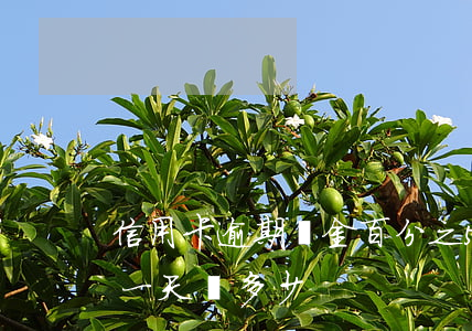 信用卡逾期罰金百分之5-信用卡3萬逾期一天罰多少