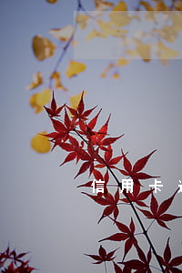 信用卡逾期群发通讯录-逾期群发短信