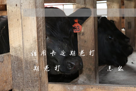 信用卡逾期老打騷擾電話怎么辦-信用卡逾期老打騷擾電話怎么辦呢